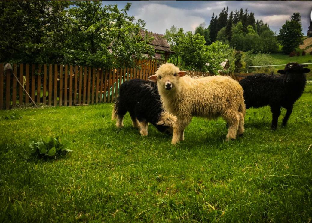 Agrotatry U Stachy Villa Bukowina Tatrzańska Exterior foto